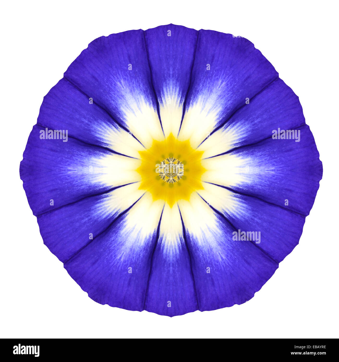 Blaue Mandala Blume Ornament. Kaleidoskop Runde Design-Pattern, Isolated on White Background Stockfoto