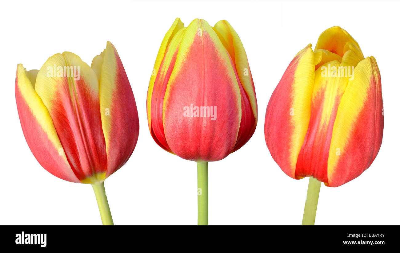 Sammlung von drei rote und gelbe Tulpen Blumen mit grünen Stöcken, Isolated on White Background Stockfoto