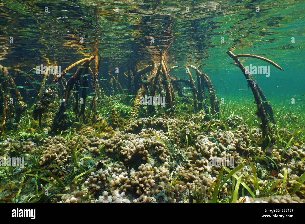 Mangrove Ökosystem Unterwasserwelt mit Korallen und juvenile Fische in den Wurzeln Stockfoto