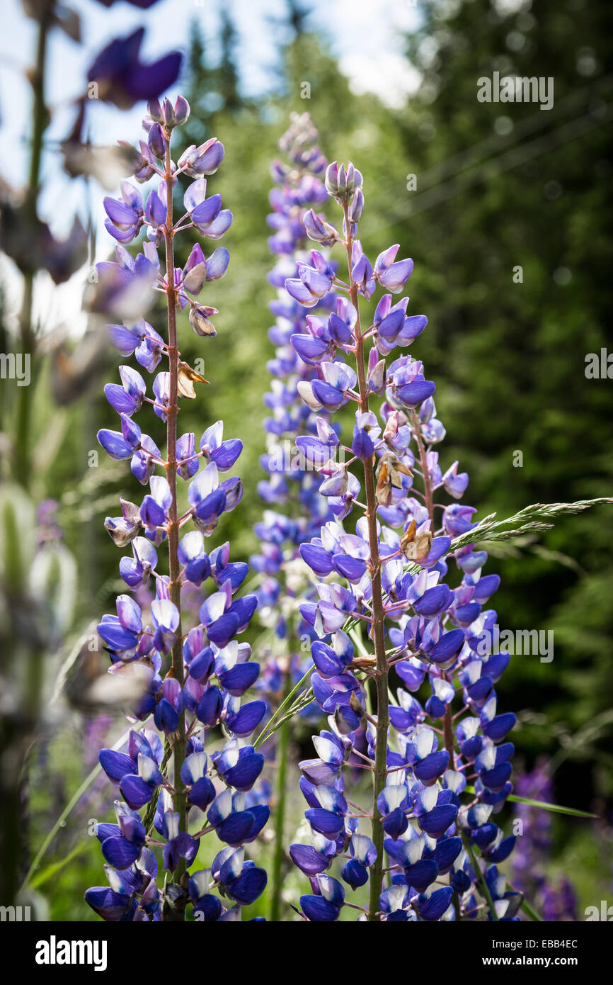 Blaue wilde Blume, British Columbia, Kanada, Nordamerika. Stockfoto