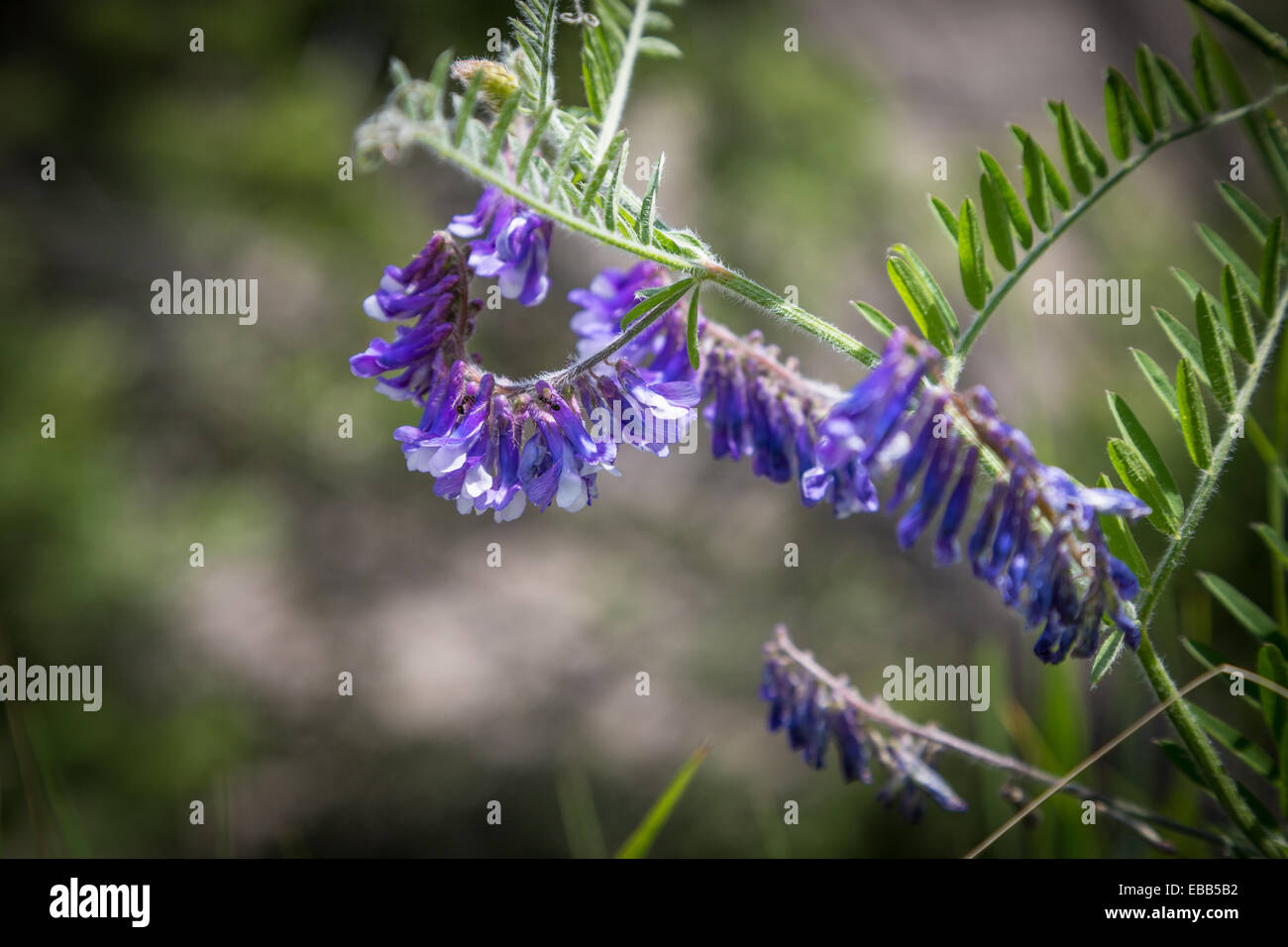 Blaue wilde Blume, British Columbia, Kanada, Nordamerika. Stockfoto