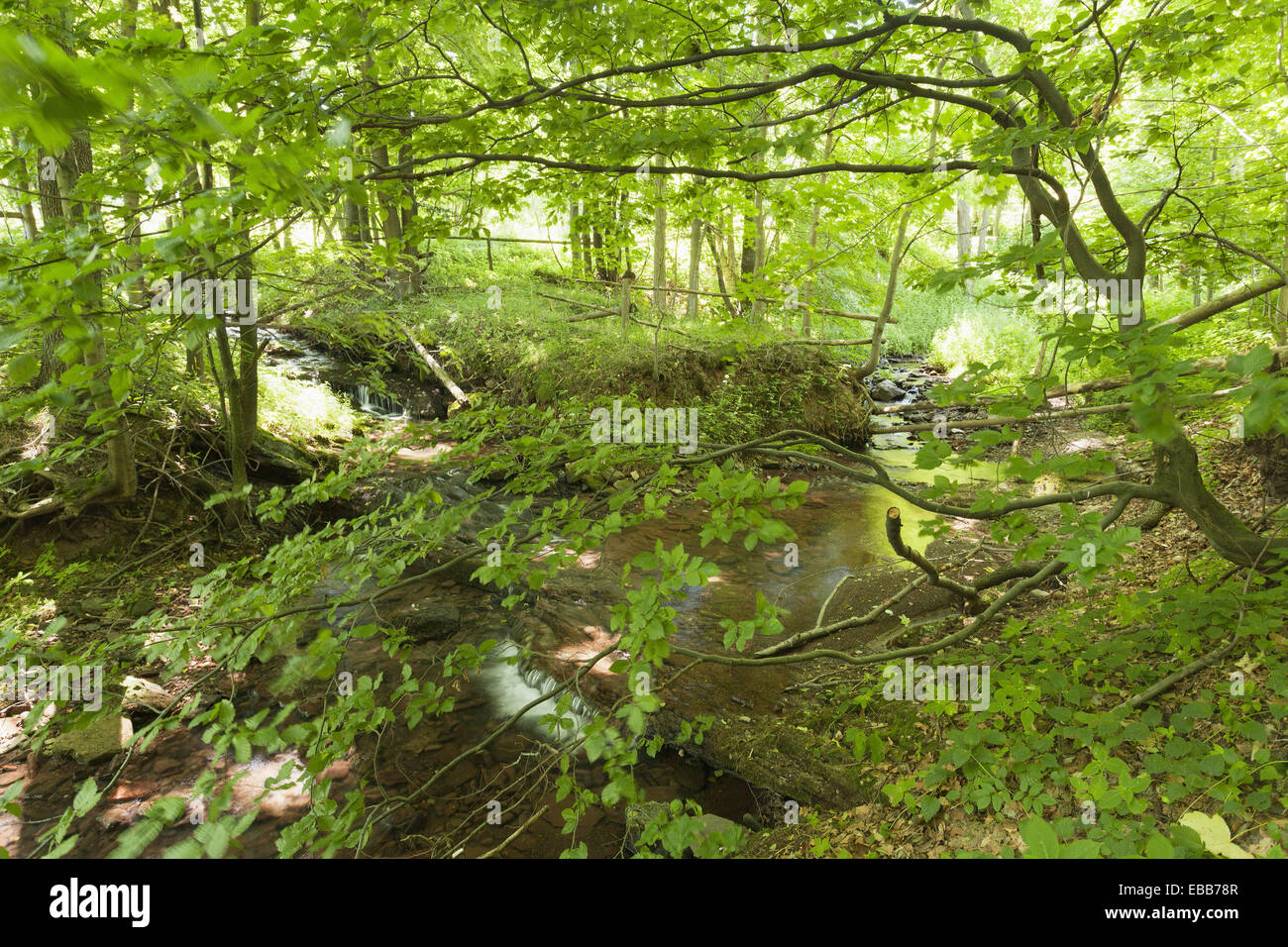 Stream in einem Wald. Die Gory Stolowe. Tafelberge. Niederschlesien. Polen. Stockfoto