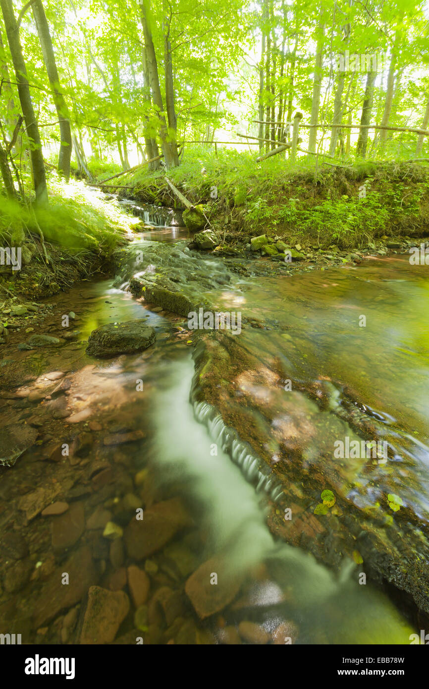 Stream in einem Wald. Die Gory Stolowe. Tafelberge. Niederschlesien. Polen. Stockfoto