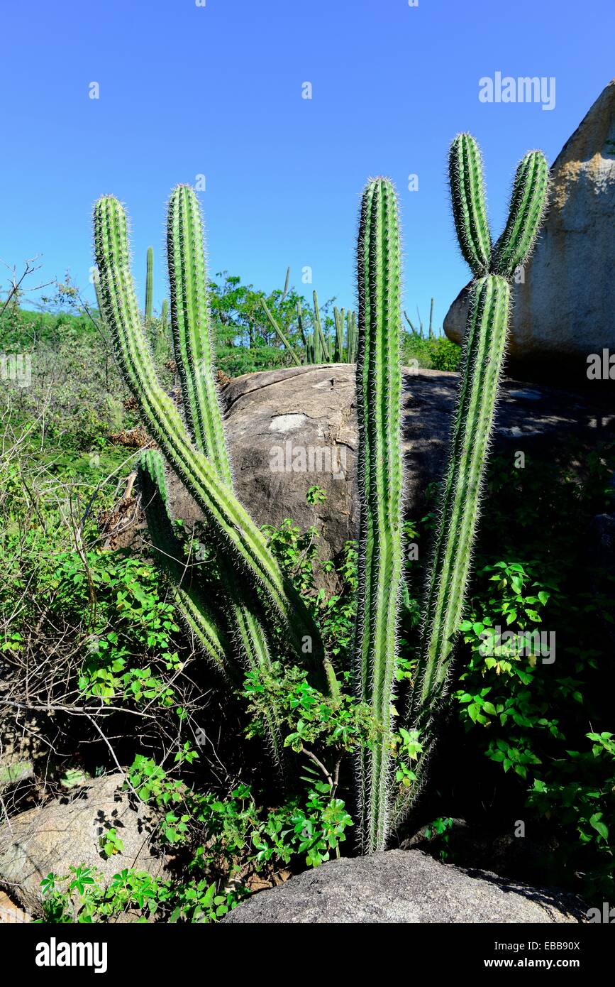 Casibari Park Kaktus Aruba Hooiberg Netherland Antillen NA Caribbean Stockfoto