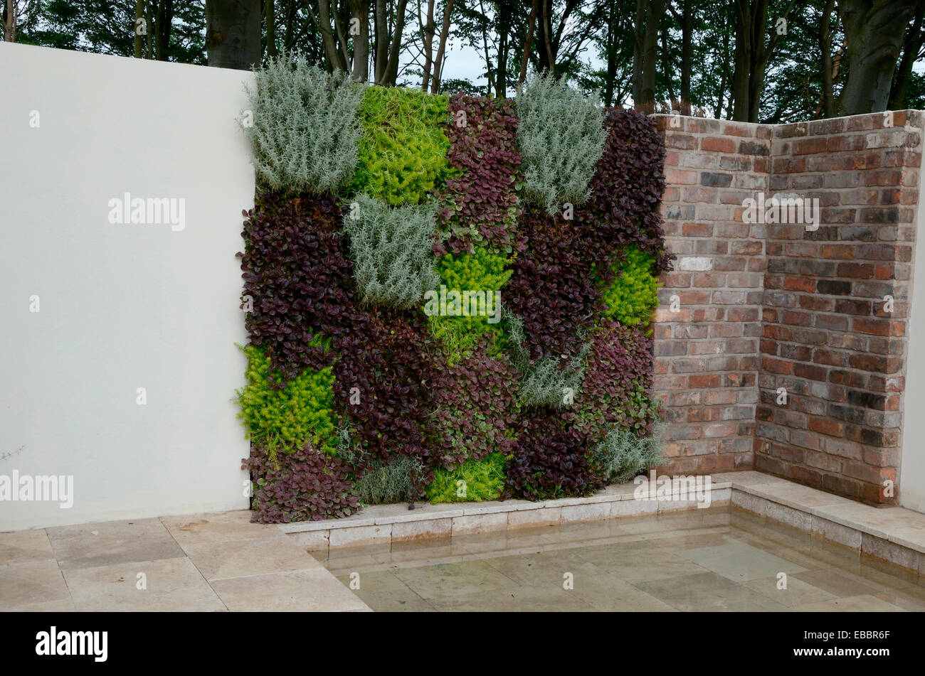 Eine senkrechte bepflanzte Wand von Kräutern in einem modernen Garten Stockfoto