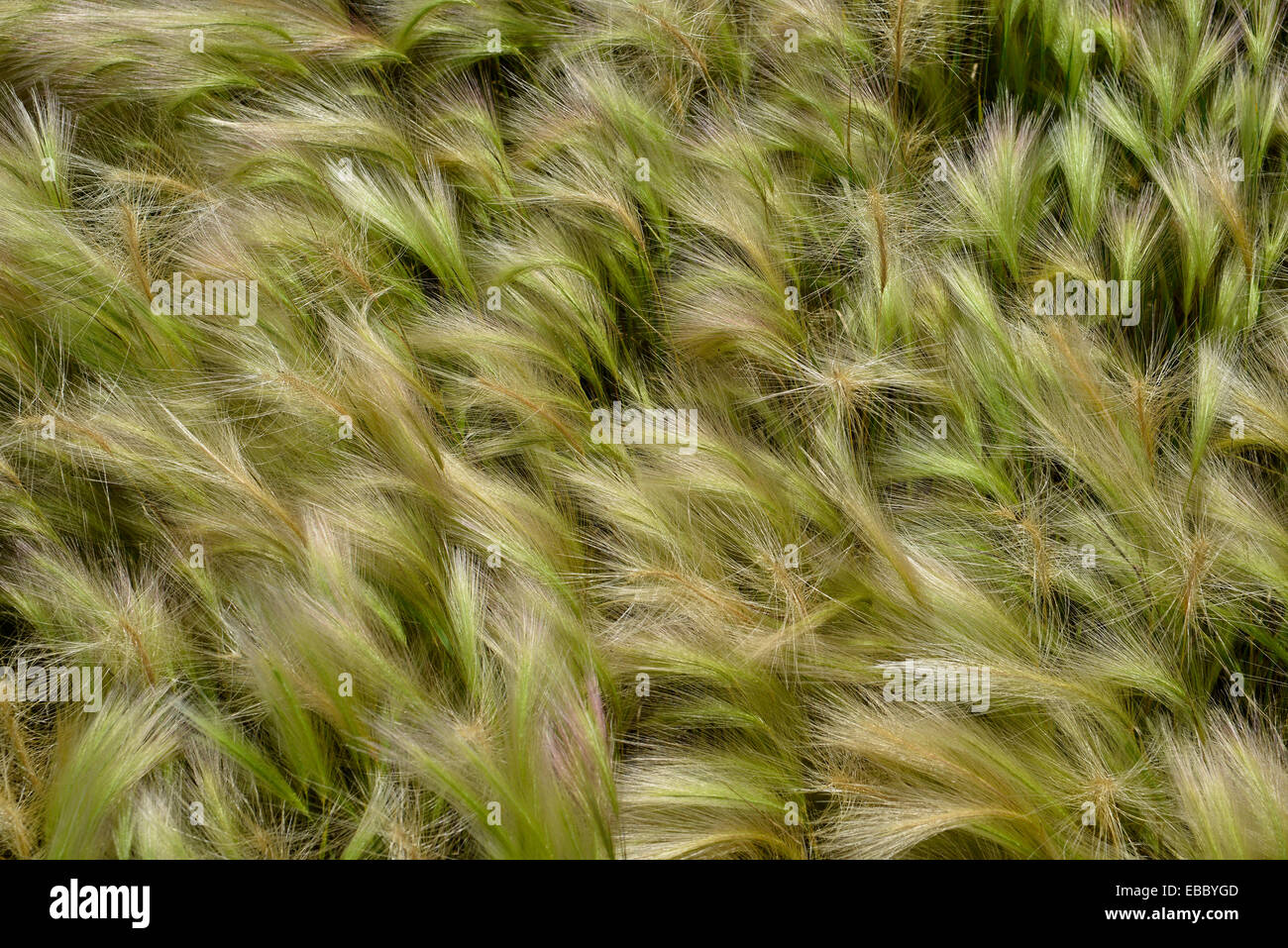 Dekoratives Gras verwendet in einem Garten Grenze hautnah Stockfoto
