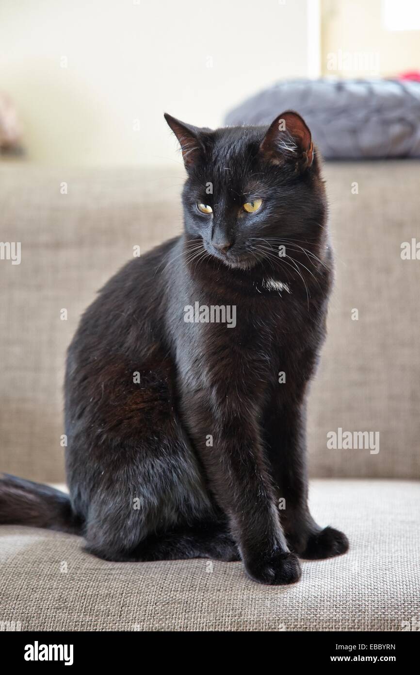 Schläfrige Katze Stockfoto