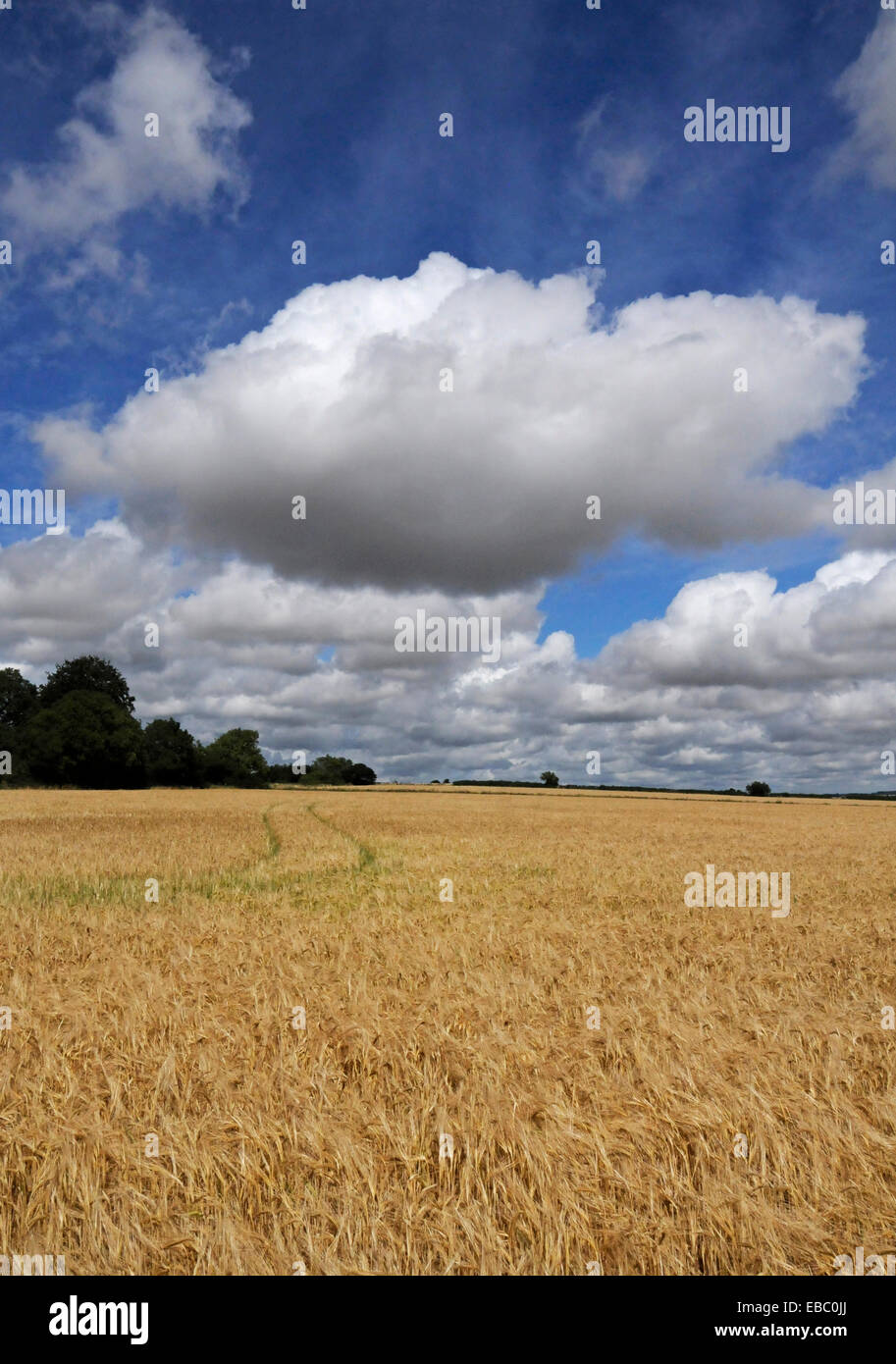 Cotswold Land Kornfeld im Hochsommer Stockfoto