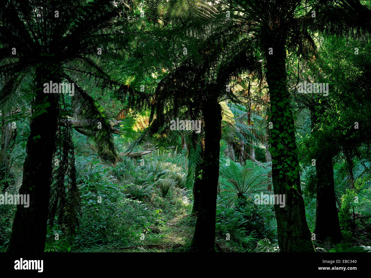 Der Dschungel an der verlorene Garten Heligan Stockfoto