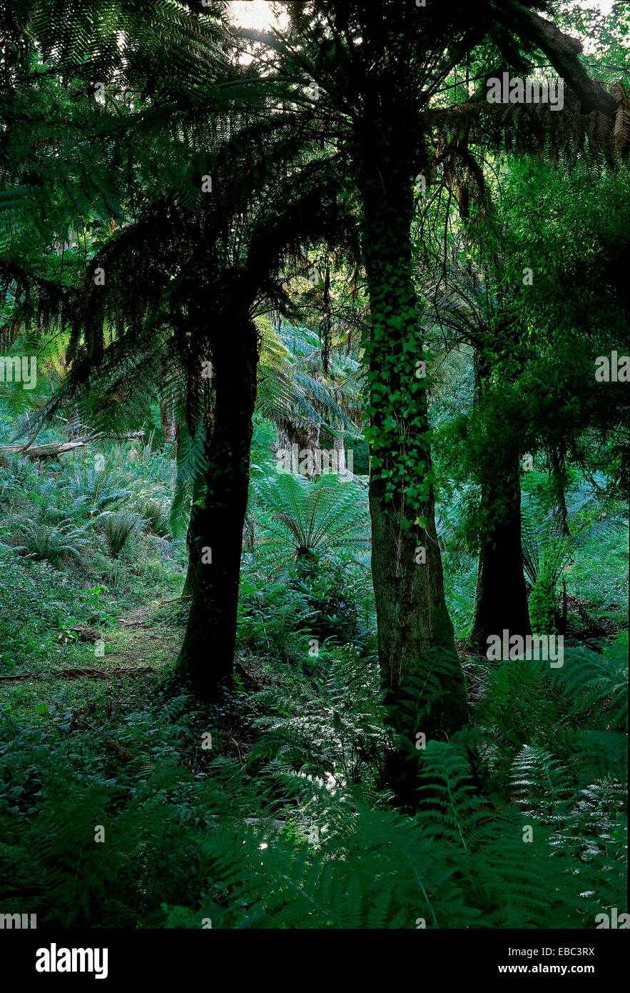 Der Dschungel an der verlorene Garten Heligan Stockfoto
