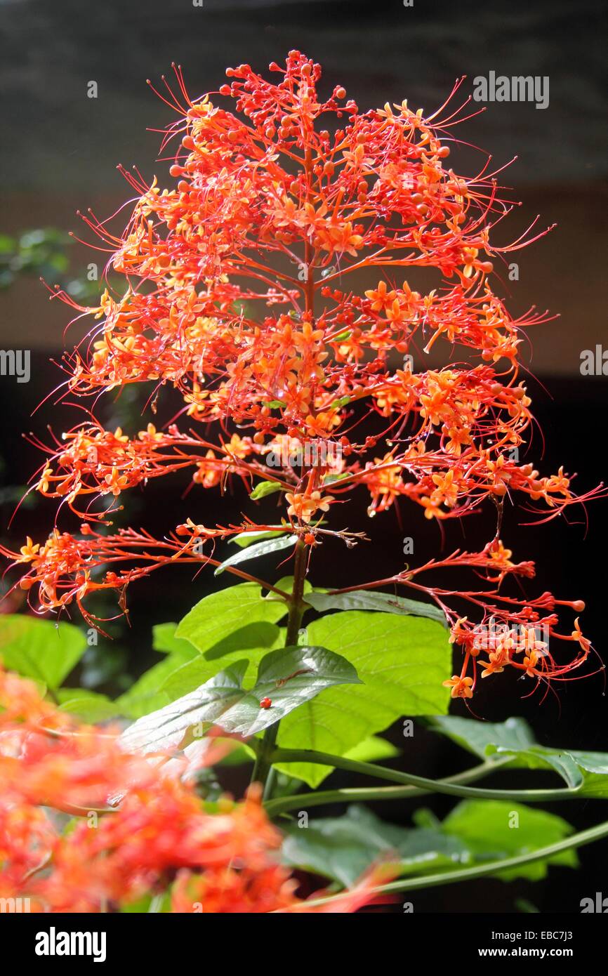 Pagode Blume Clerodendrum Paniculatum Familie Verbenaceae Eisenkraut Familie Stockfotografie 
