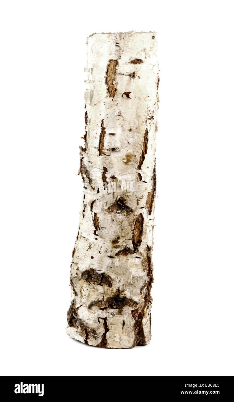 Birke-Log auf dem weißen Hintergrund isoliert Stockfoto