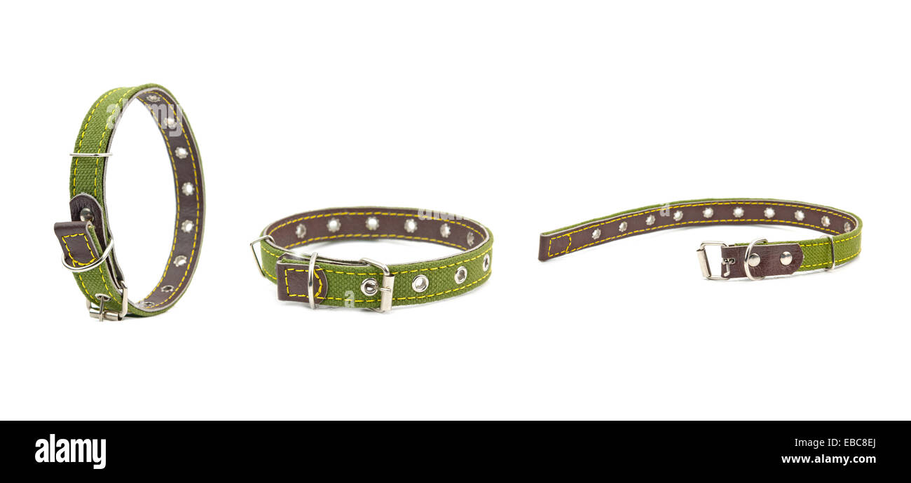 grünem Leder Hundehalsbänder Stockfoto