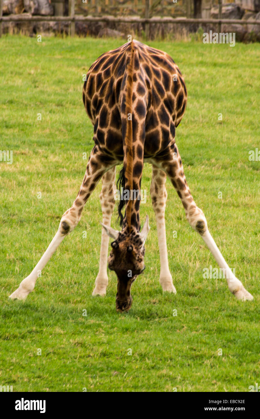 Eine stehende Giraffe Essen grass Stockfoto