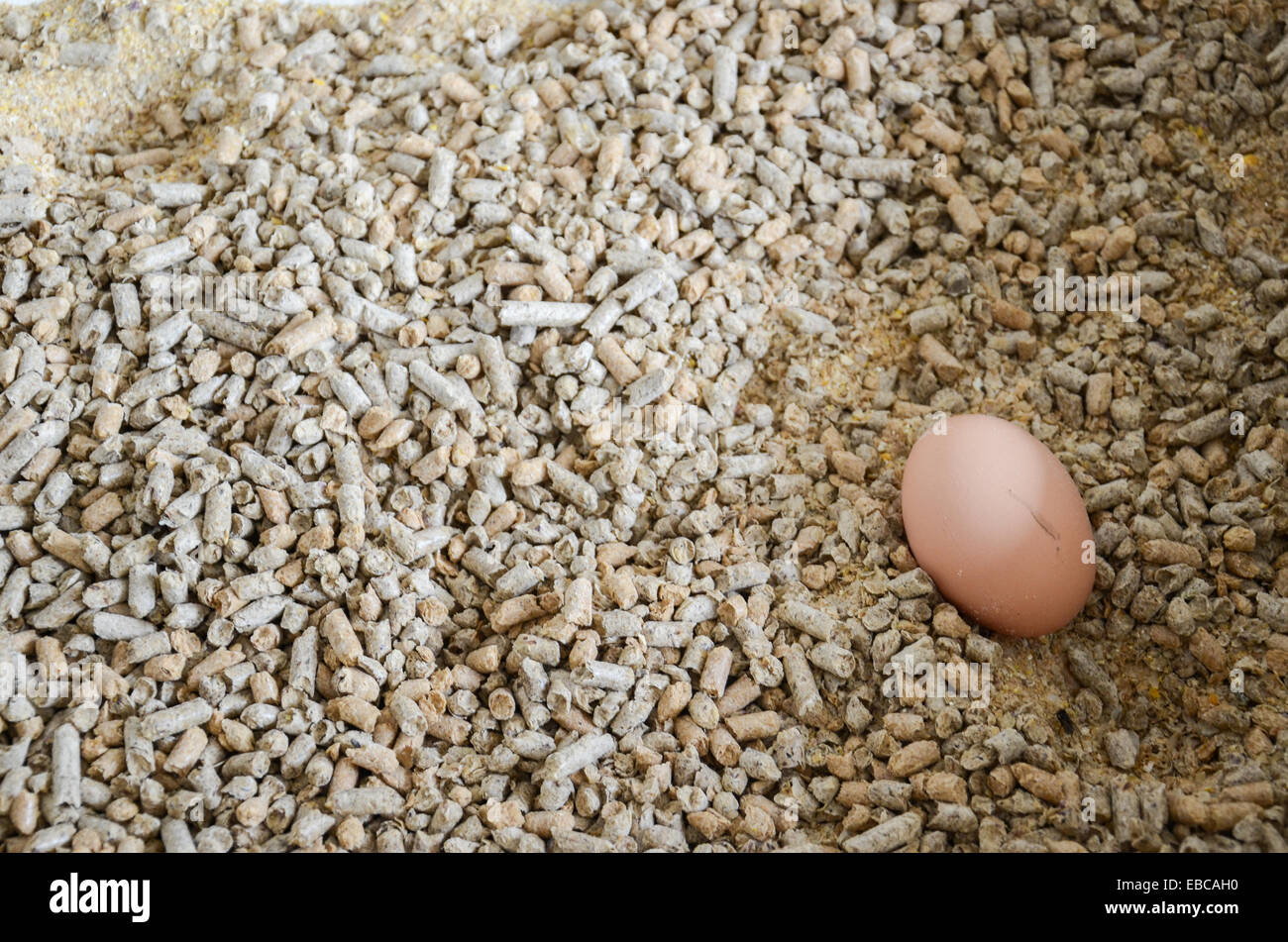 Huhn Ei in die Schüssel, die Kühe in einem Milchviehbetrieb in der Nähe von San Ramon, Canelones, Uruguay zu ernähren. Stockfoto