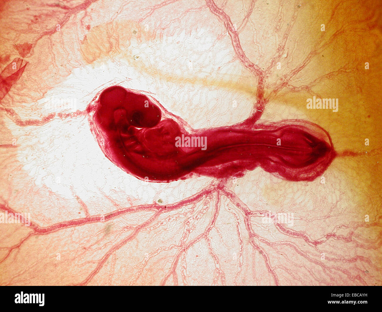 Embryo Development Stockfotos & Embryo Development Bilder Alamy