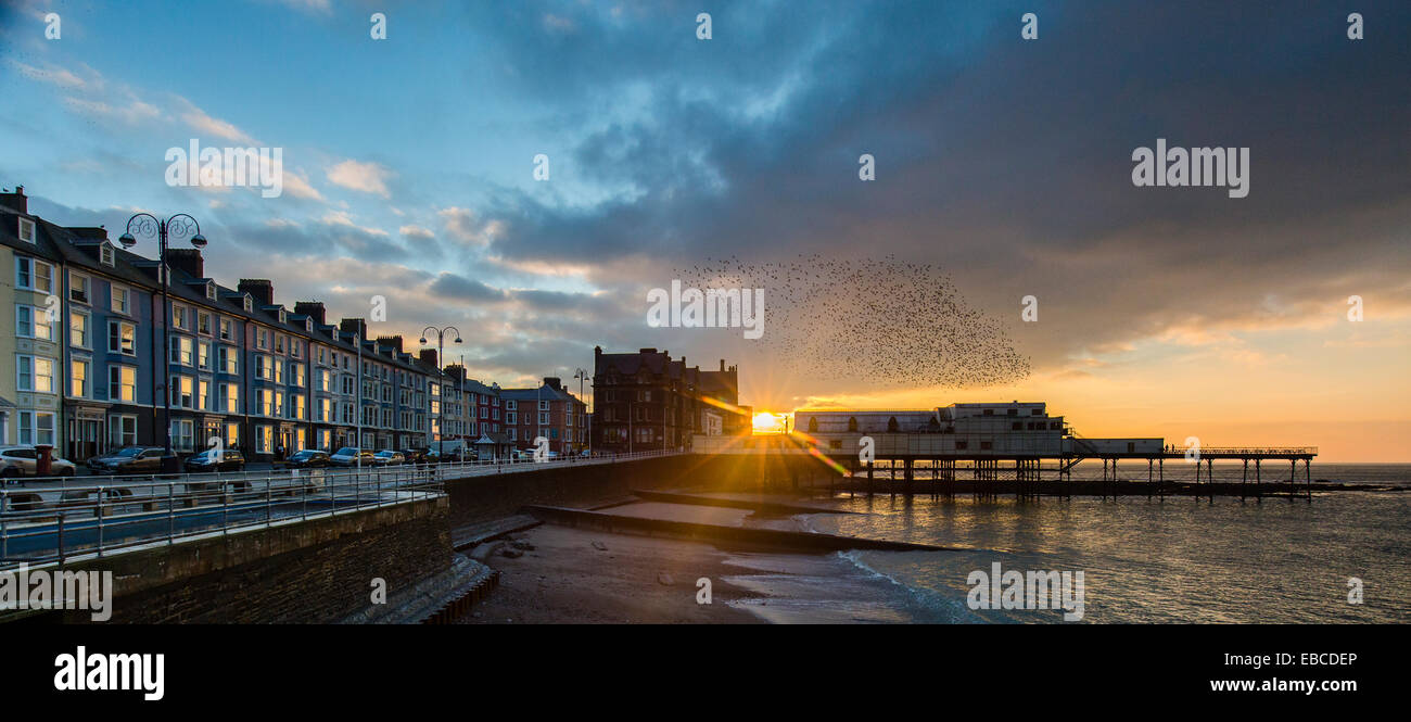 Eine städtische Murmuration Stare bei Sonnenuntergang über Aberystwyth Pier. Stockfoto