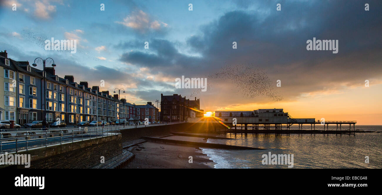 Eine städtische Murmuration Stare bei Sonnenuntergang über Aberystwyth Pier. Stockfoto