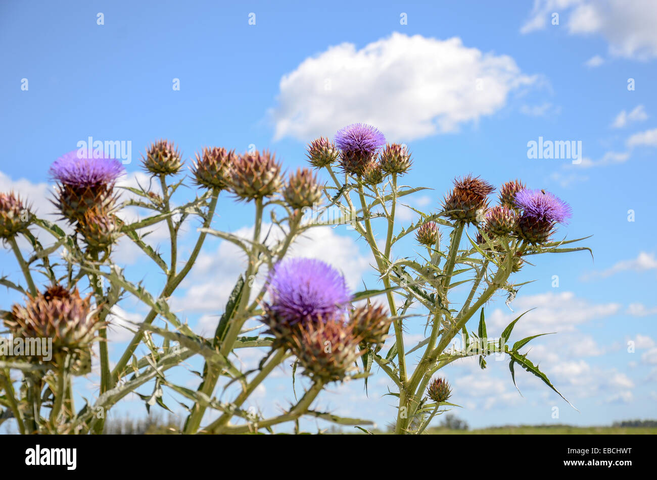 Lila Distel Blumen in einer Landschaft in San Ramon, Canelones, Uruguay Stockfoto