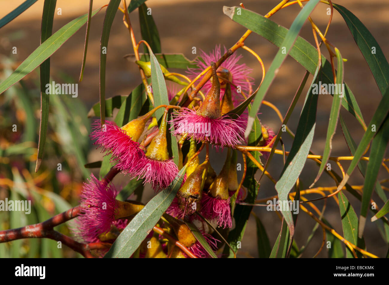 Eukalyptus Kletter, rosa Blüte Gum in See Monjingup Conservation Reserve, Esperance, WA, Australien Stockfoto