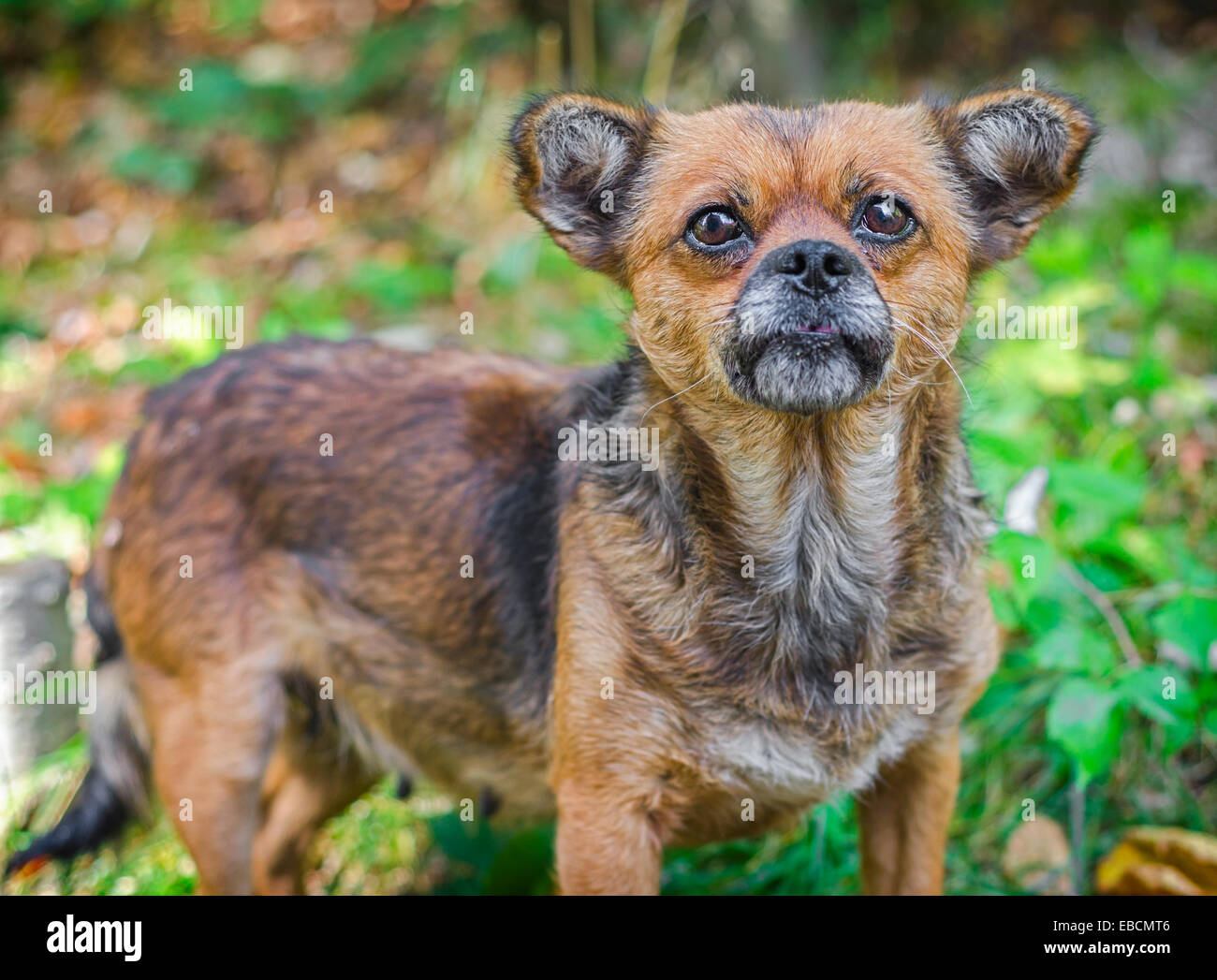 Alten Obdachlosen Hund.  Nicht reinrassigen Hund ausgelöst durch Menschen Stockfoto