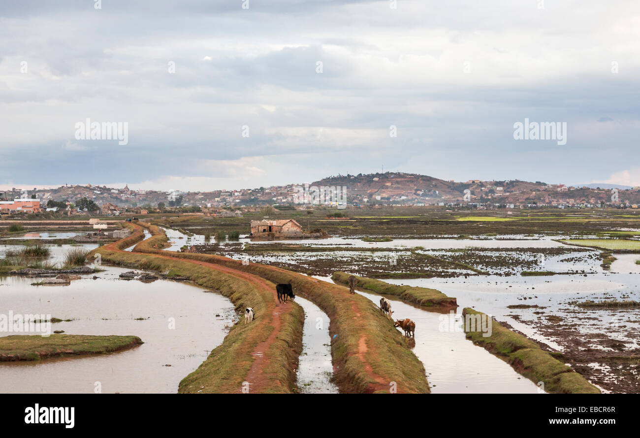 Bewässerungskanäle und überfluteten Reisfeldern mit Kanälen und Deichen in Antananarivo oder Tana, Hauptstadt Madagaskars Stockfoto