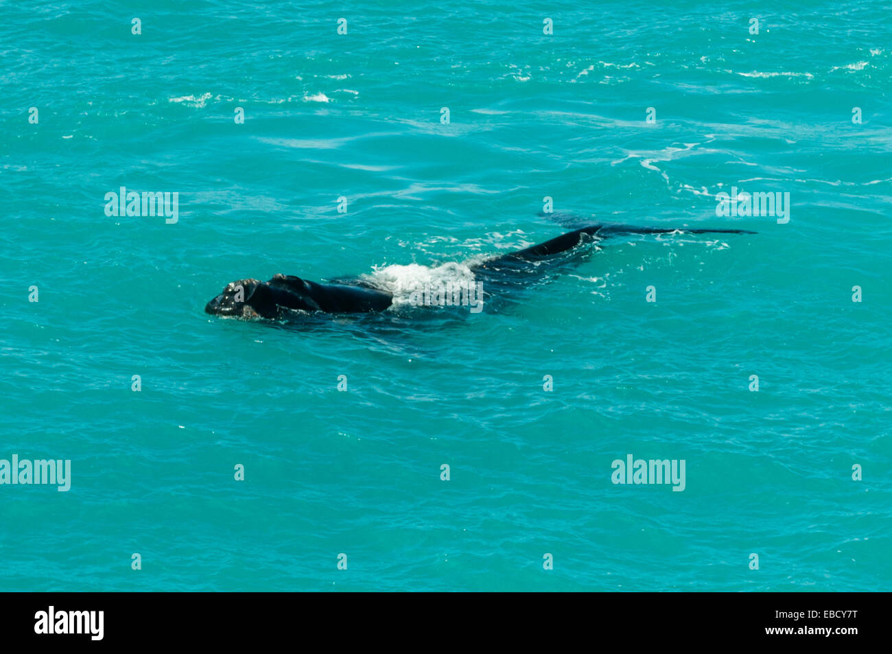 Southern Right Wale am Kopf der Bucht, SA, Australien Stockfoto