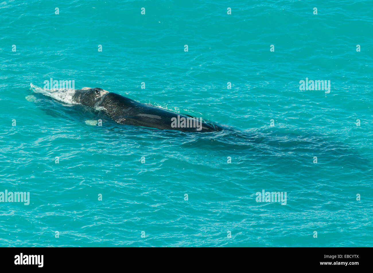 Southern Right Wale am Kopf der Bucht, SA, Australien Stockfoto