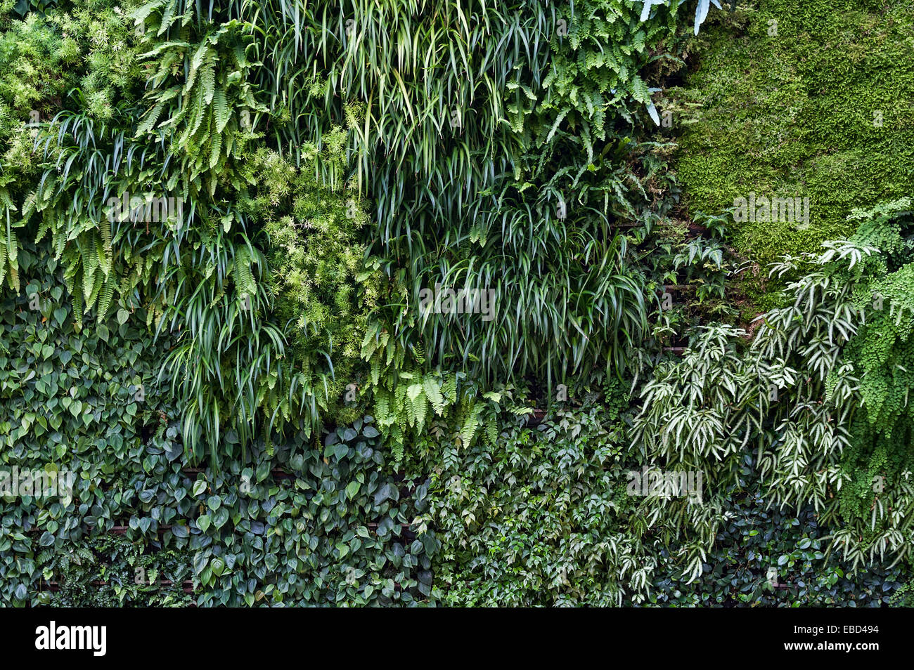 Lebende Wand oder vertikalen Garten. Stockfoto