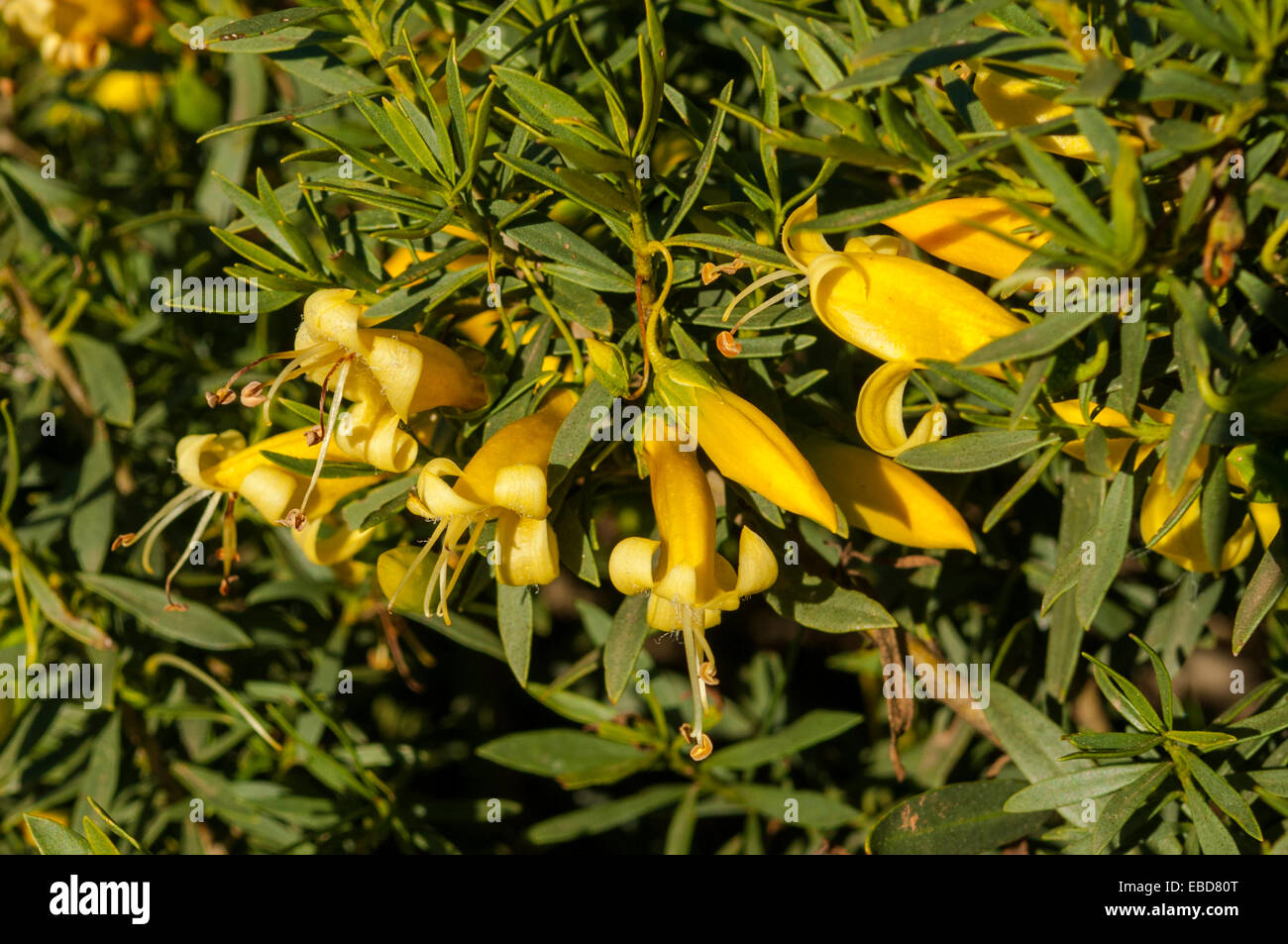 Eremophila Glabra, gelbe Tar Bush in Jamestown, SA, Australien Stockfoto