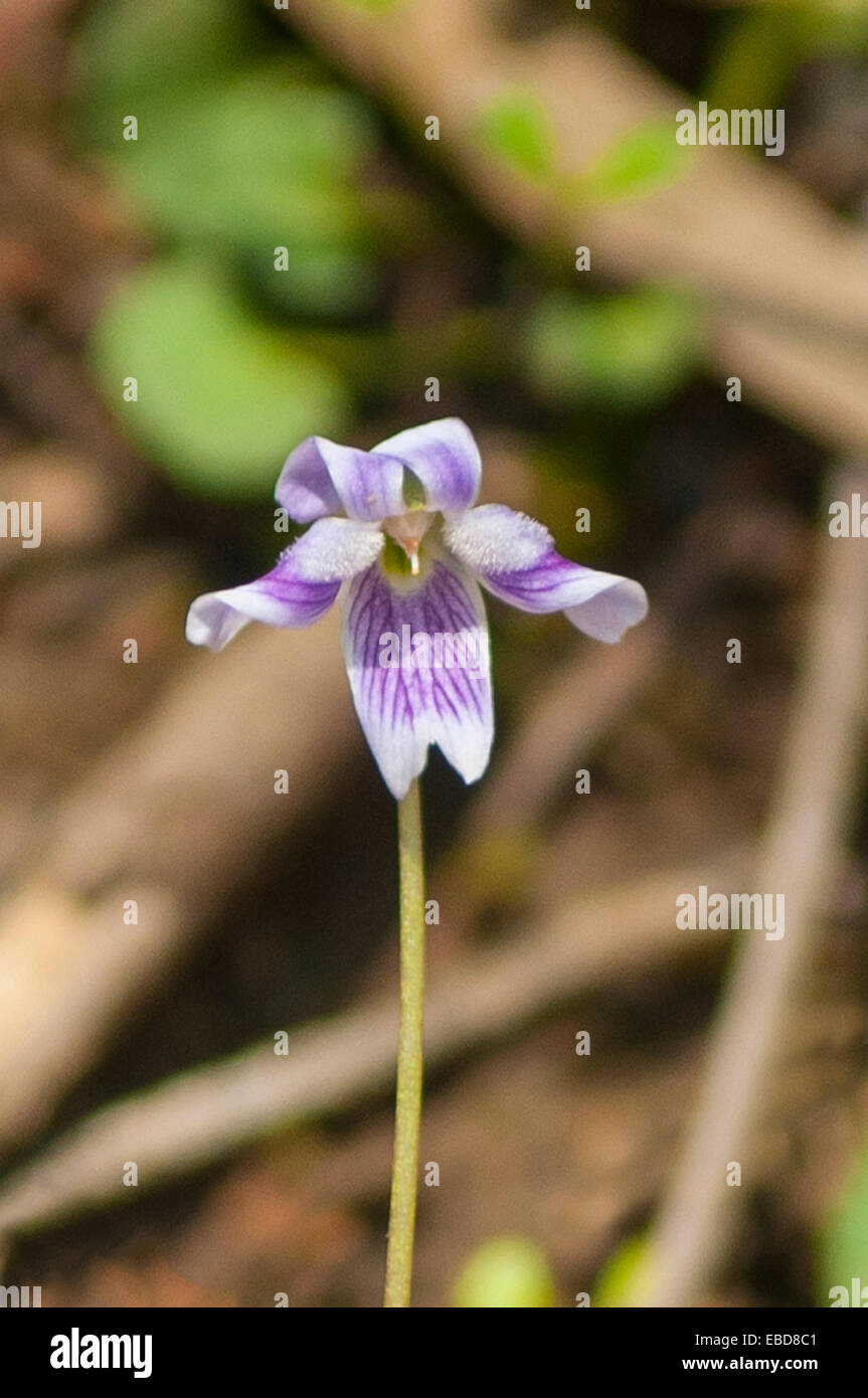 Viola Hederacea, Australian Native violett in Kinglake Nationalpark, Victoria, Australien Stockfoto