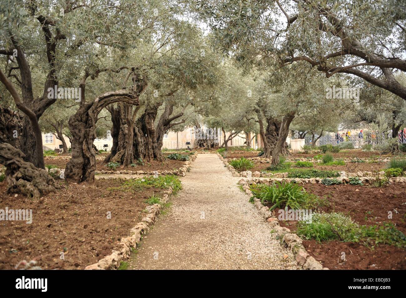 Israel Jerusalem Ölberg Garten von Gethsemane Stockfotografie Alamy