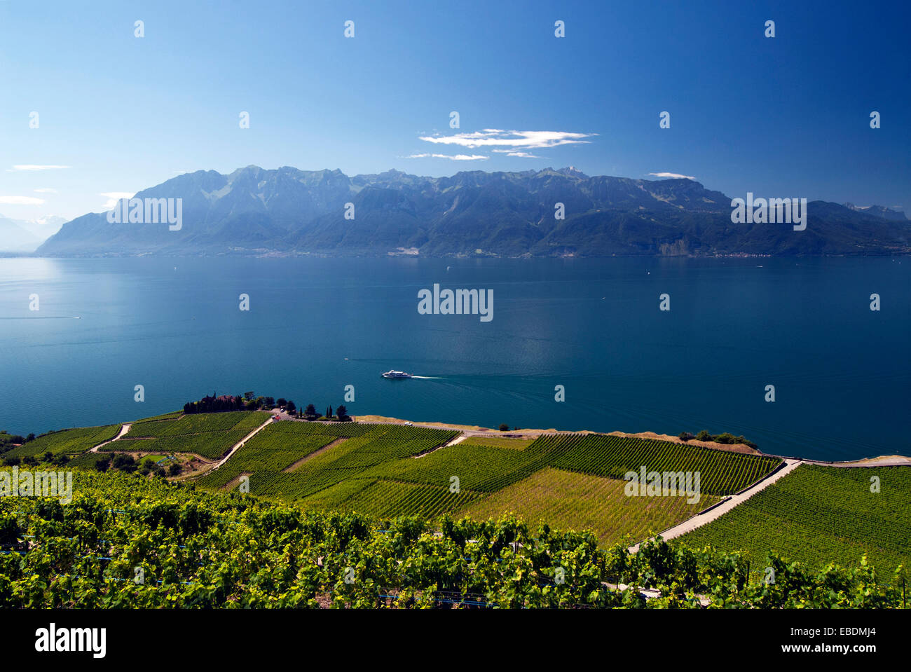 Landschaft der Schweizer Riviera, Weinberge in Lavaux UNESCOWeltkulturerbe, Kanton Waadt Landschaft der Schweizer Riviera, Weinberge in Lavaux UNESCOWeltkulturerbe, Kanton Waadt