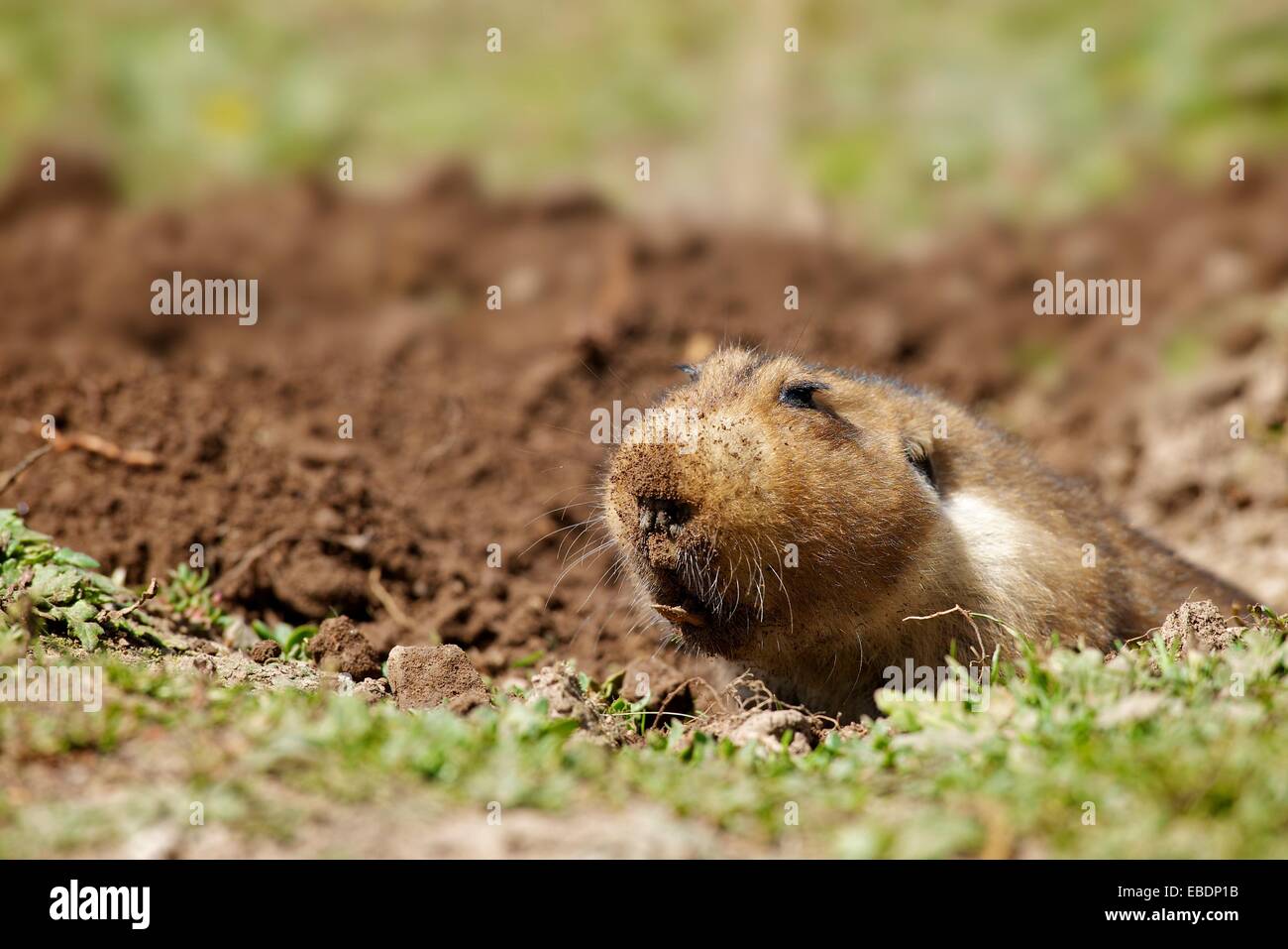 Riesige wurzelratte Fotos und Bildmaterial in hoher Auflösung Alamy