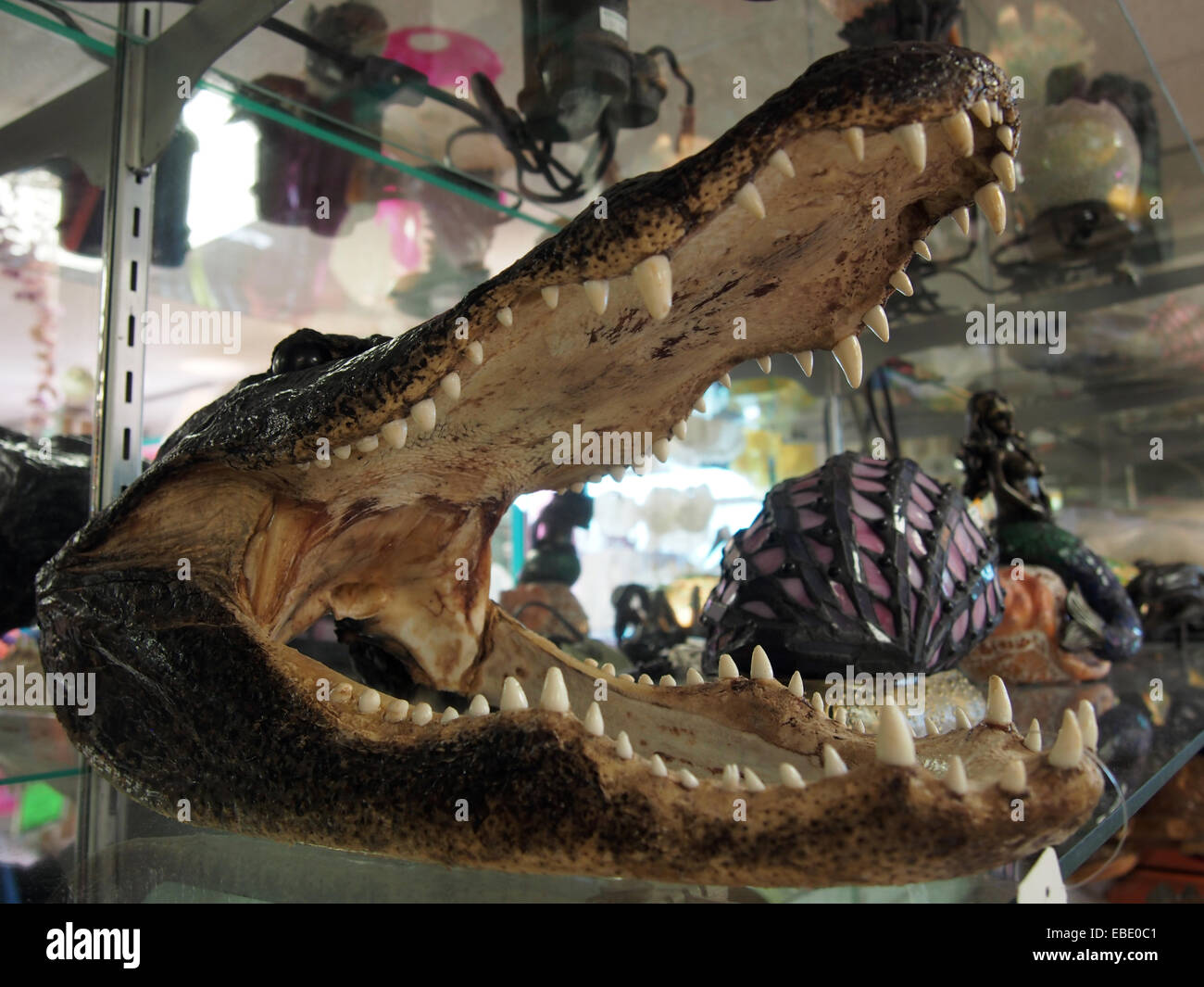 Alligator Kopf Souvenir für Verkauf in einem Geschäft auf Sanibel Island, Florida, USA, 5. Oktober 2014, © Katharine Andriotis Stockfoto