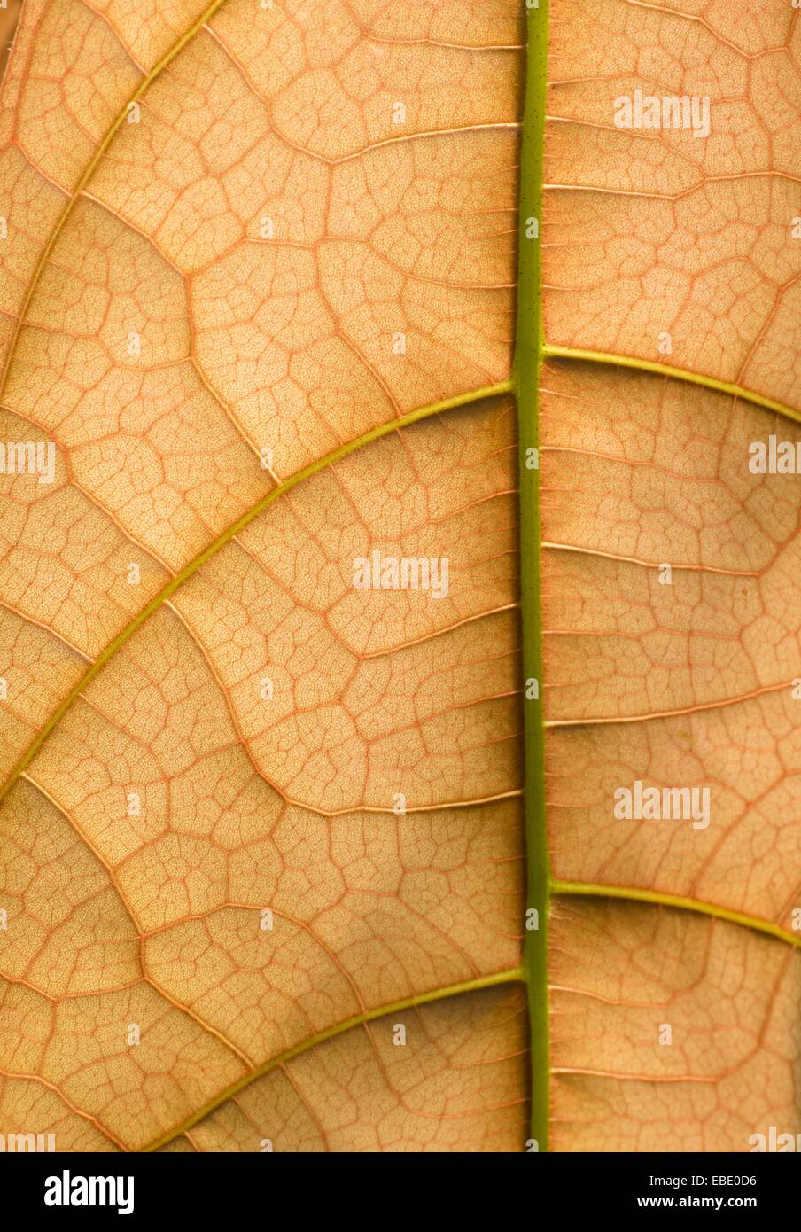 Blatt Vene Und Zelle Struktur Detail Im Botanischen Garten Erfurt