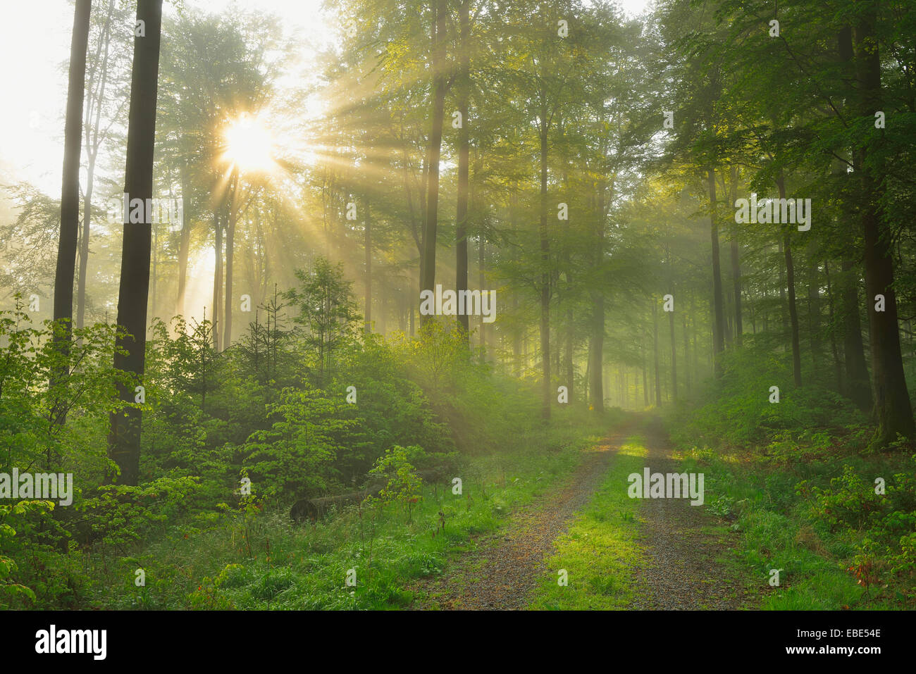 Sonnenstrahlen in Buche (Fagus Sylvatica) Wald, Spessart, Bayern, Deutschland Stockfoto