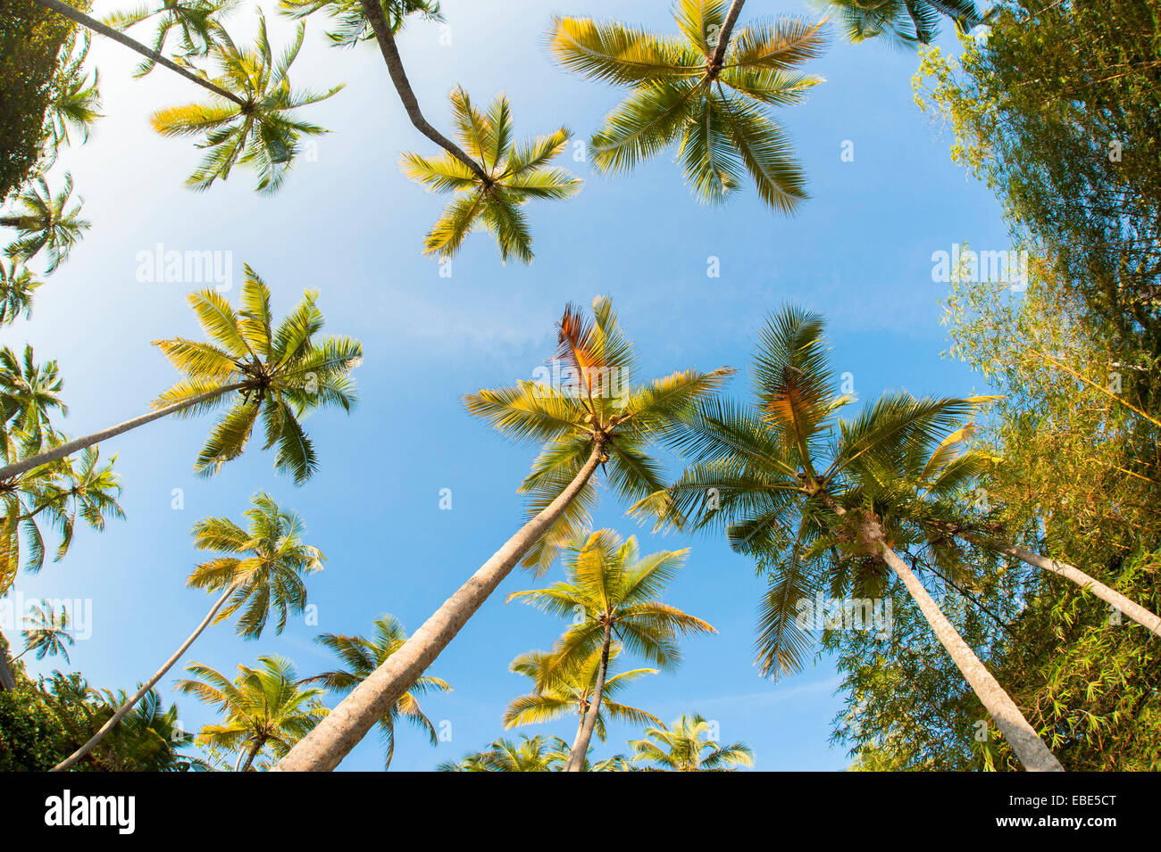 Weitwinkel-Blick auf Palmen gegen blauen Himmel, südliche Provinz, Sri Lanka, Bentota, Distrikt Galle Stockfoto