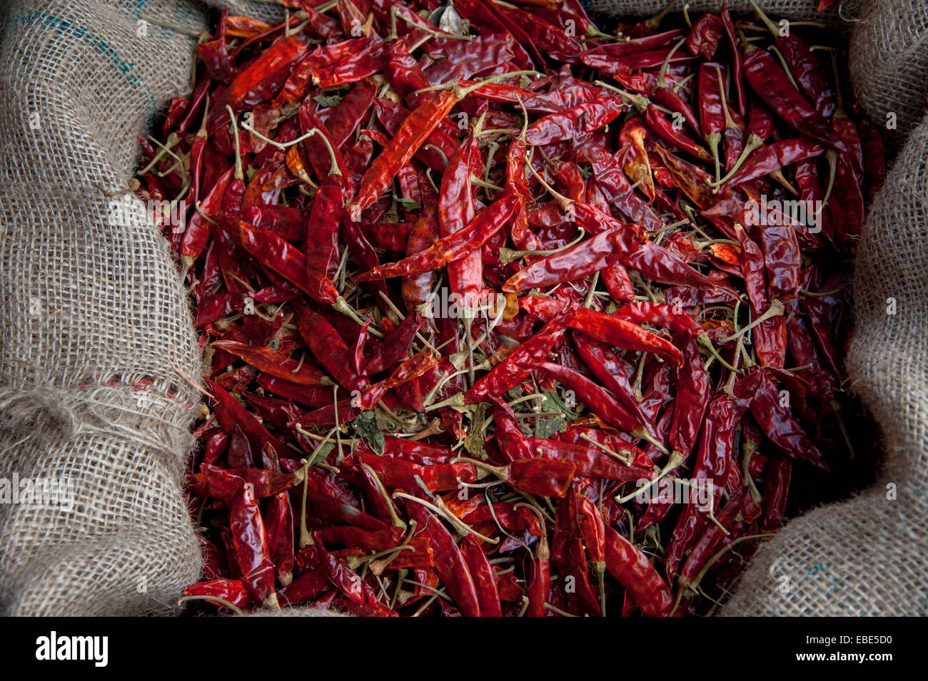 Getrocknete rote Chilischoten auf braune Sackleinen, südliche Provinz, Sri Lanka, Bentota, Distrikt Galle Stockfoto