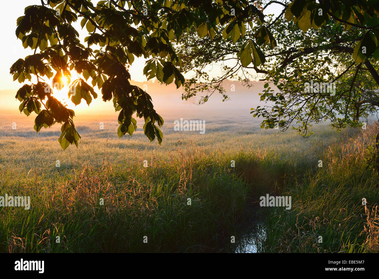 Zweige von Bäumen und Feld bei Sonnenaufgang, Nature Reserve Moenchbruch, Mörfelden-Walldorf, Hessen, Deutschland, Europa Stockfoto