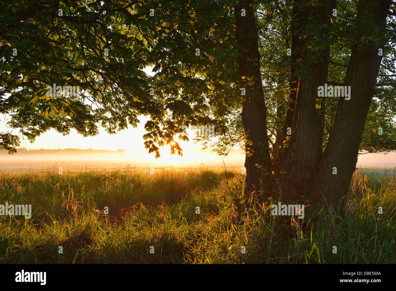 Bäume und Feld bei Sonnenaufgang, Nature Reserve Moenchbruch, Mörfelden-Walldorf, Hessen, Deutschland, Europa Stockfoto