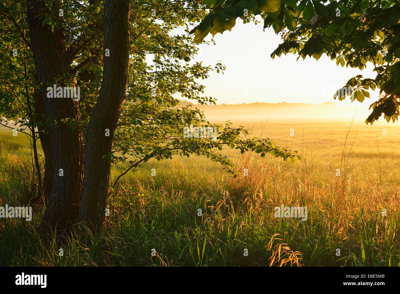 Bäume und Feld bei Sonnenaufgang, Nature Reserve Moenchbruch, Mörfelden-Walldorf, Hessen, Deutschland, Europa Stockfoto