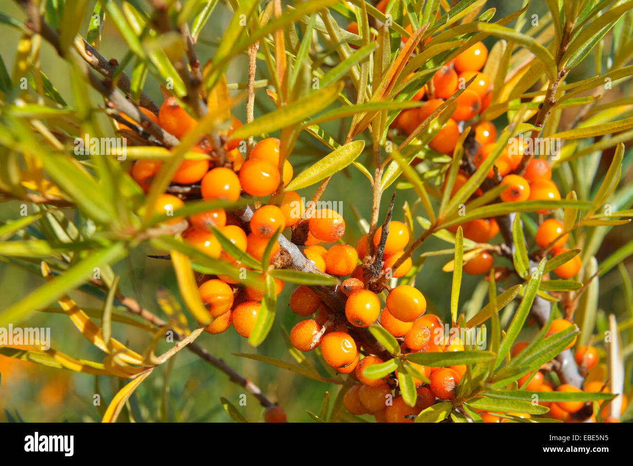 Gemeinsamen Sanddorn (Hippophae Rhamnoides) mit reifen Früchten, Dornbusch, Insel Hiddensee, Ostsee, Western Pomerania, Deutschland Stockfoto