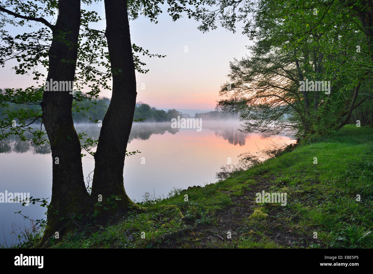 Ufer mit Bäumen am Mainufer in der Morgendämmerung, Frühling, Dorfprozelten, Spessart, Franken, Bayern, Deutschland Stockfoto