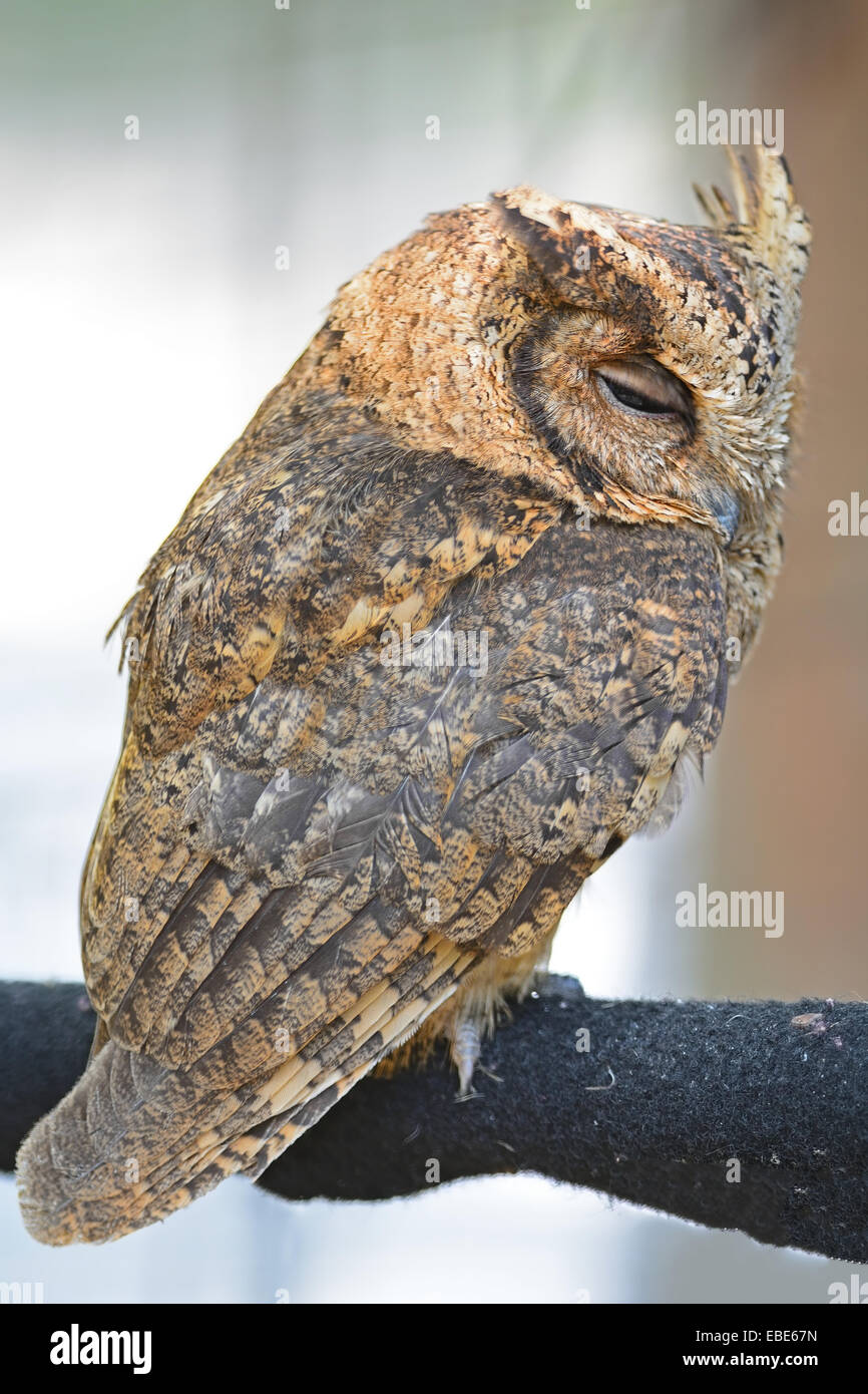 Oriental Zwergohreule Eule (Otus Sunia) zurück Profil Stockfoto