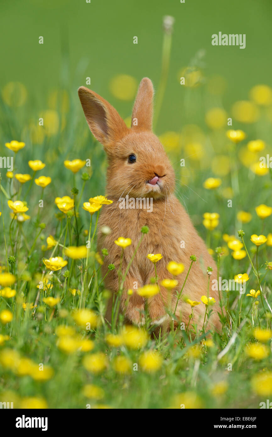 Baby Kaninchen stehen auf Hinterbeinen auf Buttercup Wiese im Frühling, Bayern, Deutschland Stockfoto