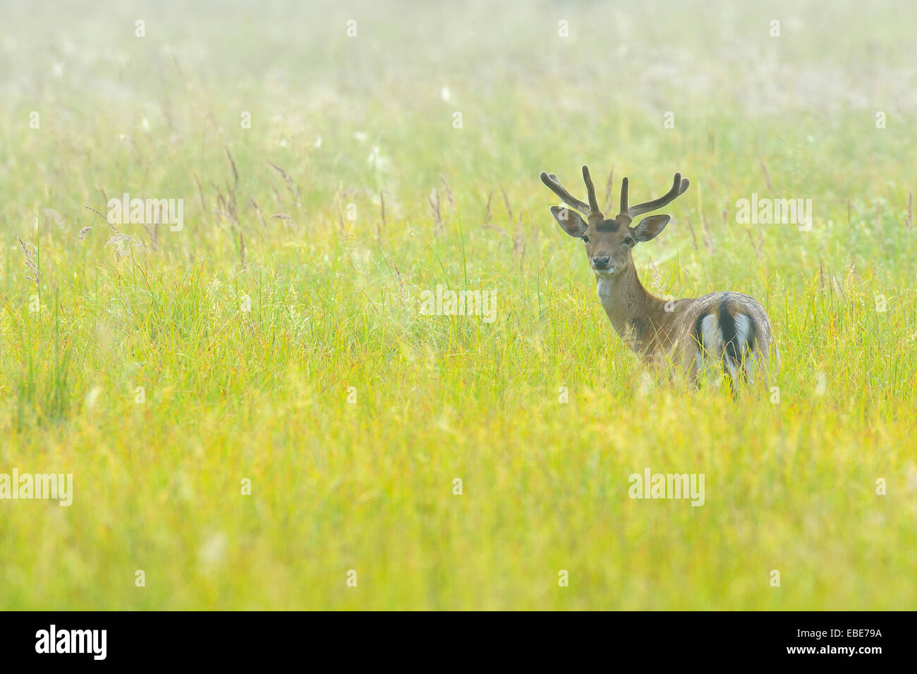 Porträt von Damhirsch (Cervus Dama) im Feld stehen und Blick in die Kamera im Sommer, Hessen, Deutschland, Europa Stockfoto