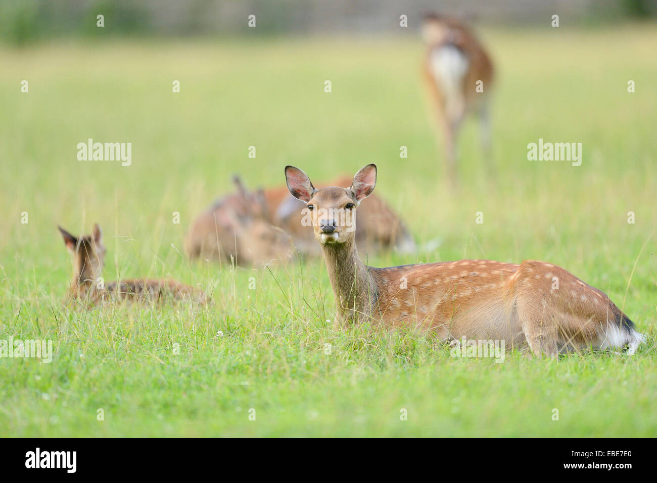Nahaufnahme von Sika Rotwild (Cervus Nippon) auf einer Wiese im Frühsommer, Wildlife Park alte Fasan, Hessen, Deutschland Stockfoto