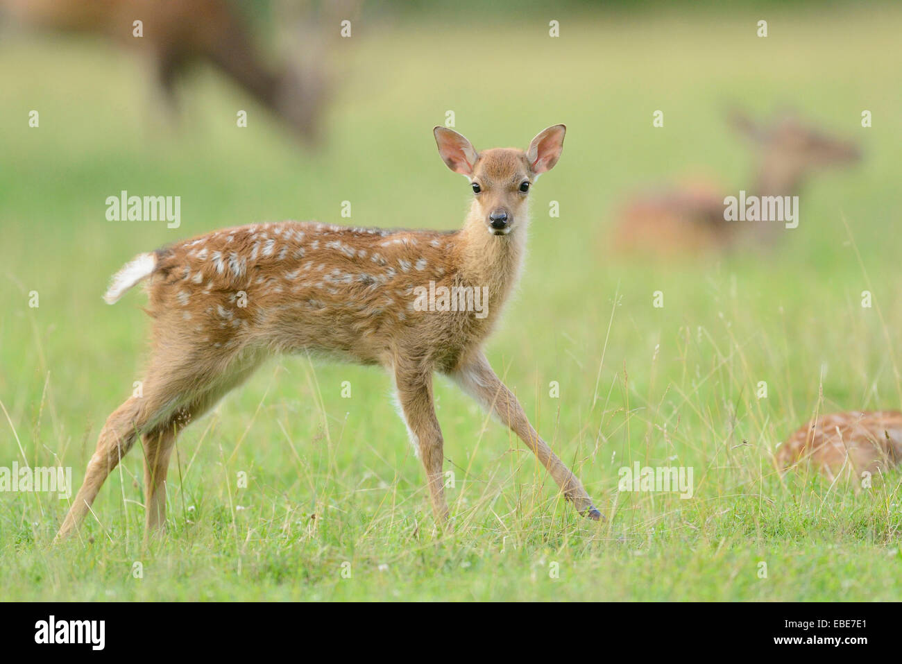 Nahaufnahme von Sika Rotwild (Cervus Nippon) Jugendlicher auf einer Wiese im Frühsommer, Wildlife Park alte Fasan, Hessen, Deutschland Stockfoto