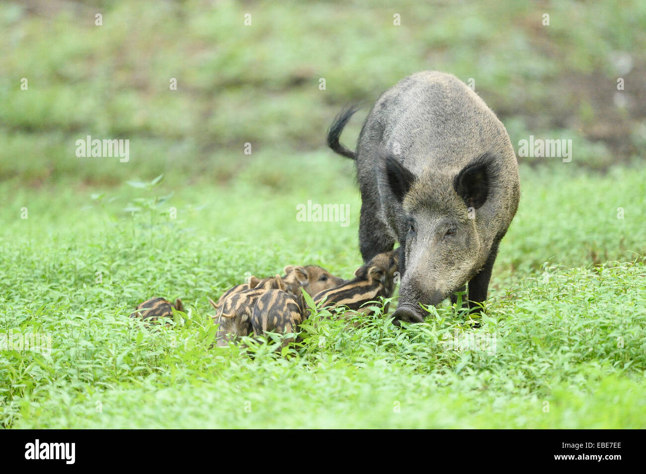 Wildschwein oder Wildschwein (Sus Scrofa) Mutter mit Ferkeln im Sumpf, Frühsommer, Wildpark Alte Fasanerie Hanau, Hessen, Deutschland Stockfoto